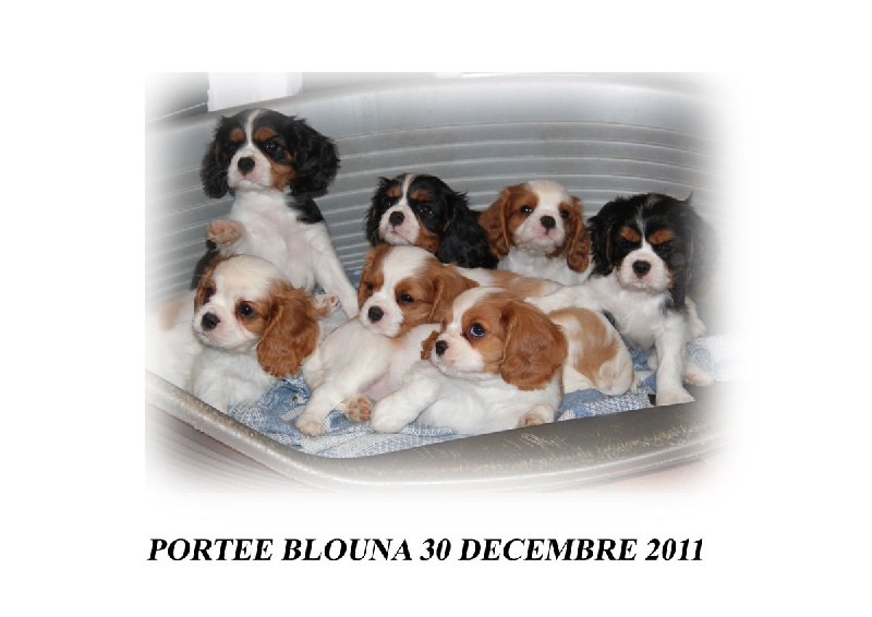Du Mas De Sainte Esteve - Cavalier King Charles Spaniel - Portée née le 30/12/2011